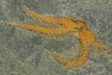 Three Ordovician Brittle Stars (Ophiura) - Morocco #350560-3